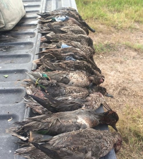 Coastal Bend Ducks