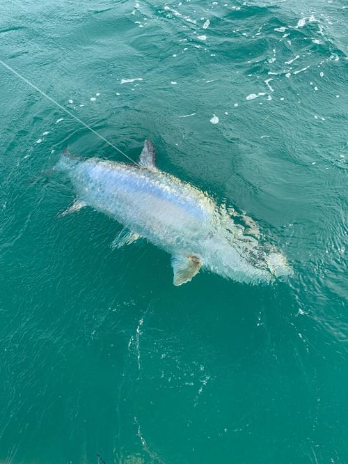 Islamorada Tarpon on the Fly
