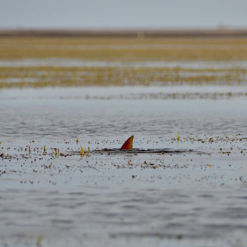 Shallow Water Flyfishing