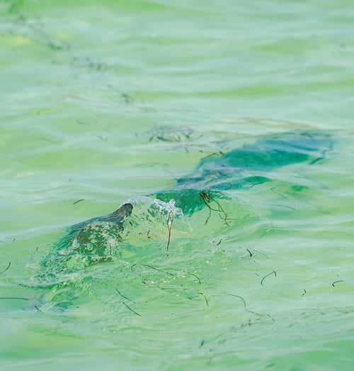 Full-Day Tarpon Special