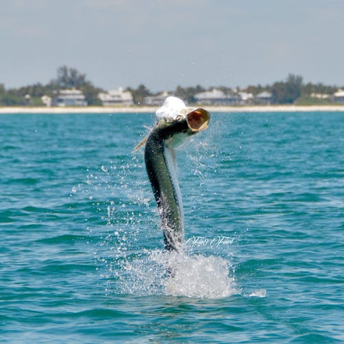 Full-Day Tarpon Special