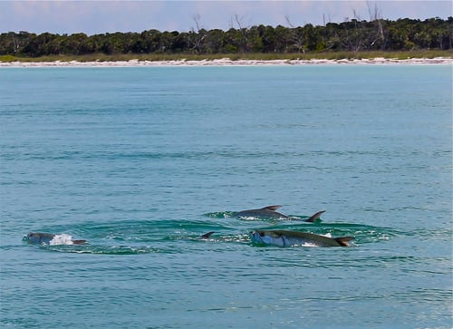 Full-Day Tarpon Special