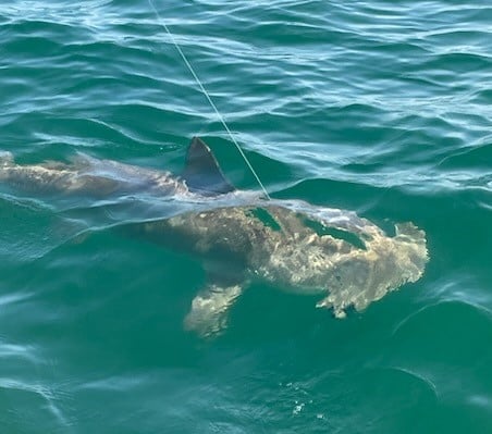 Tampa Bay Shark Hunt