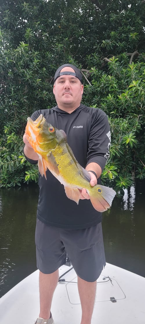 Peacock Bass Fishing in Lantana, Florida