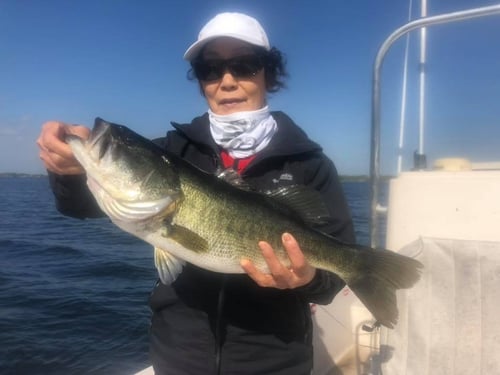 Largemouth Bass Fishing in Windermere, Florida