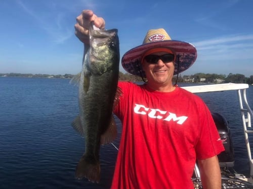 Largemouth Bass Fishing in Windermere, Florida