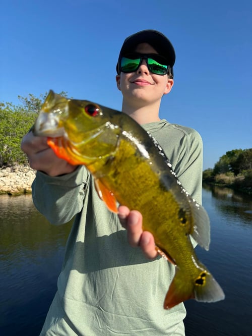 Everglades Peacock Bass/Largemouth