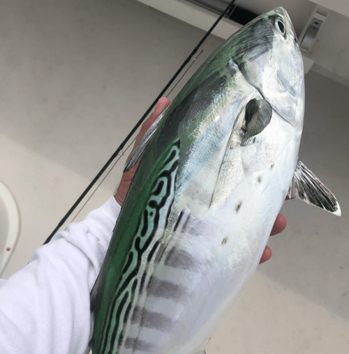 10-Hour Bonito / Albacore Special