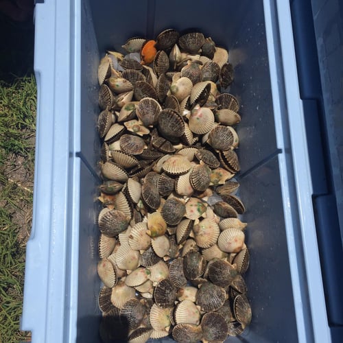 Scalloping Trips