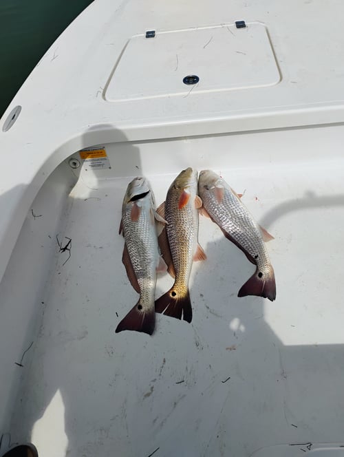Coastal Bend Live Action!