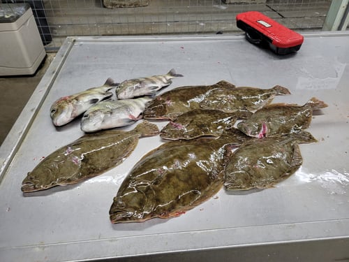 Matagorda Flounder Gigging Adventure