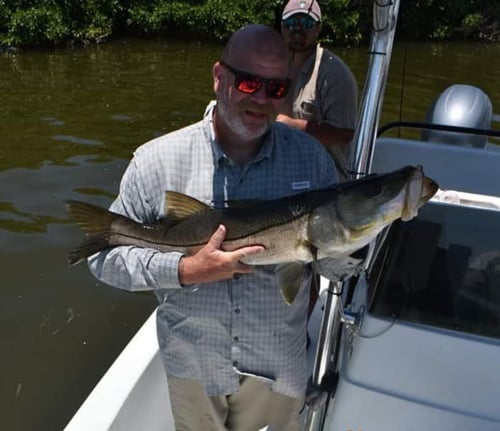 Snook Fishing in Holmes Beach, Florida