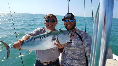 False Albacore Fishing in Holmes Beach, Florida