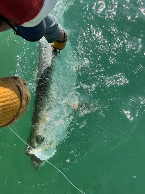 World Famous Tarpon Fishing