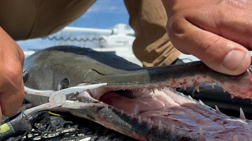 Lake Pontchartrain Gar Trip