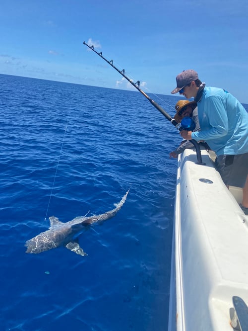 Wreck Dweller Big Fish