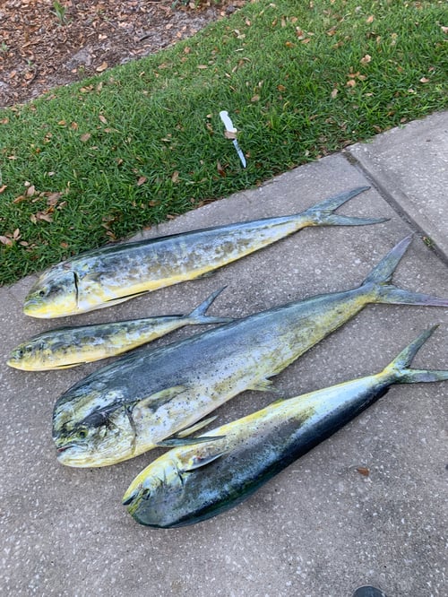 Port Orange Inshore Adventure