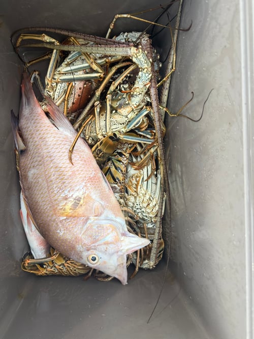 Reefs and Wrecks Miami