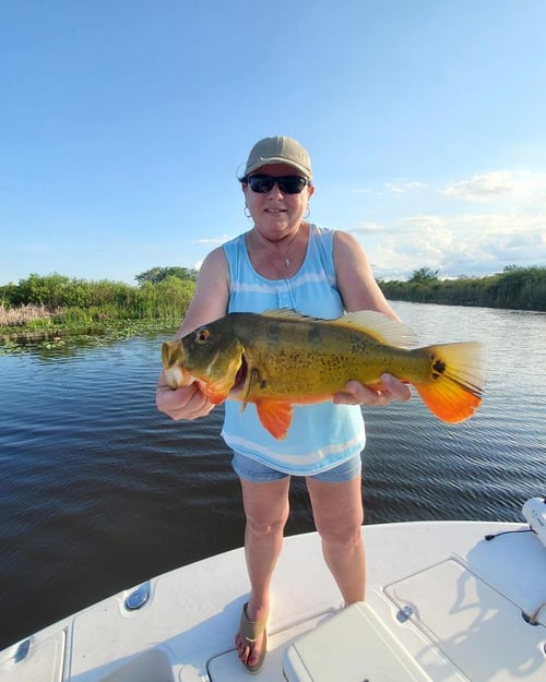Freshwater Peacock Bass & More