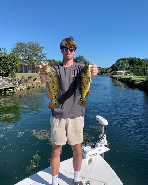 Freshwater Peacock Bass & More