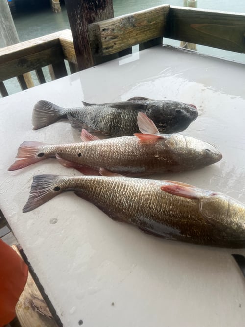 Laguna Madre Inshore fishing -Full Day