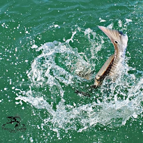 Bokeelia Tarpon Action