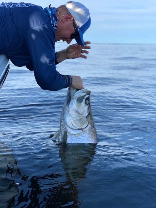 Bokeelia Tarpon Action