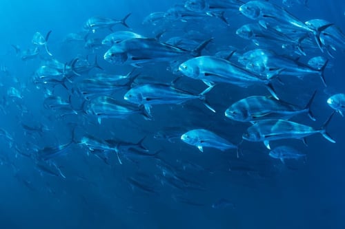 Blue Water Spearfishing Trip
