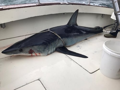 Shark Fishing Montauk
