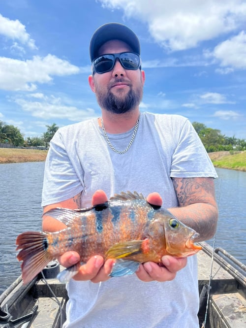 Palm Beach Exotics and Invasives