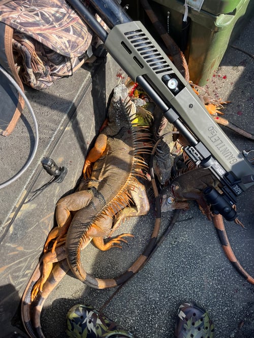 Iguana Hunting in Lake Worth Beach, Florida