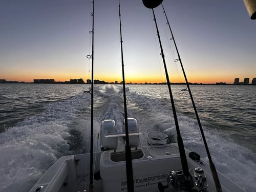 Shark Fishing Tampa