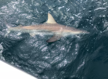 Shark Fishing