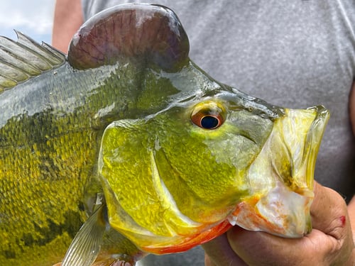 Shoreline Peacock Bass Fishing