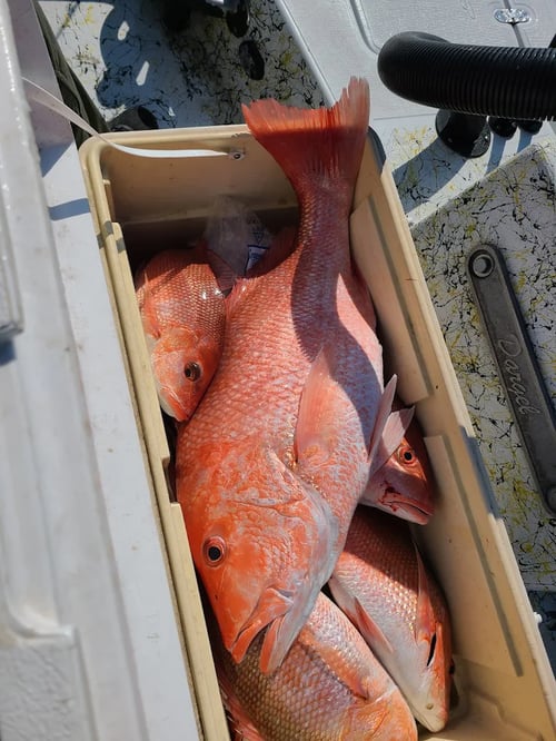 Snapper Season Baby!!!