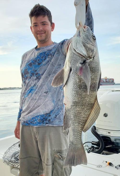 Bull Red and Shark Fishing