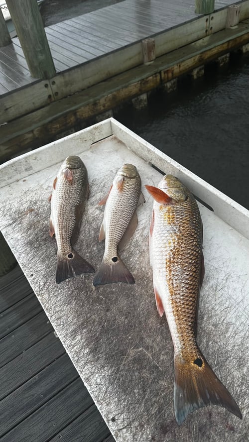 Fisherman’s Special