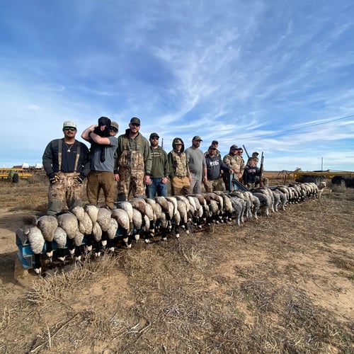 West Texas Plains Goose Hunting