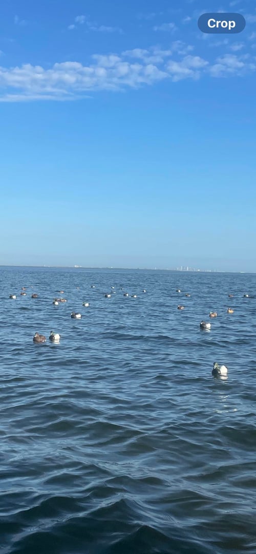 Duck Hunting Tampa Bay