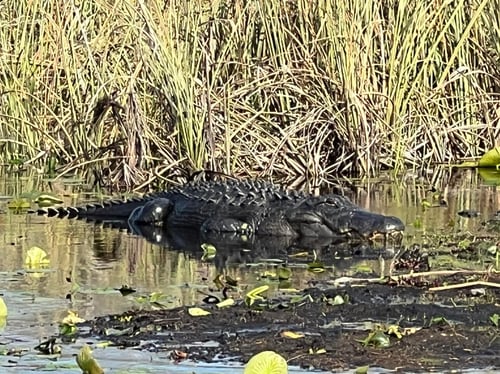 Good Ol' Gator Hunting