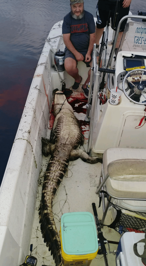 Good Ol' Gator Hunting