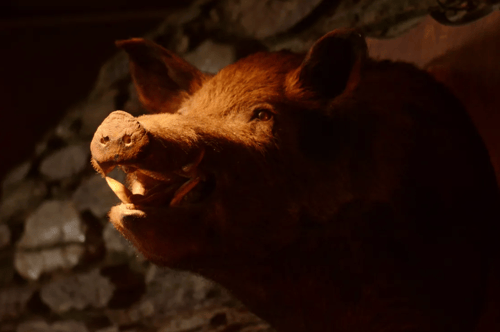 Takin' Down Texas Hogs