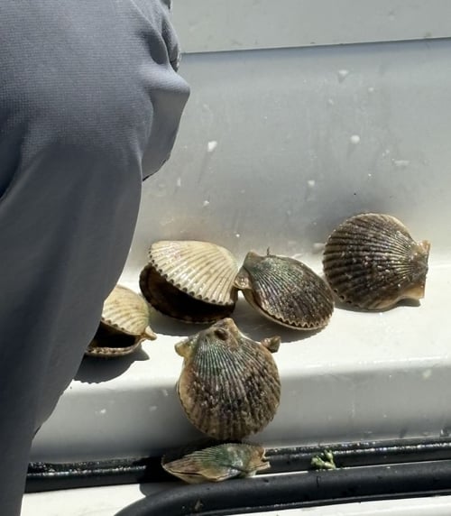 Crystal Coast Scalloping