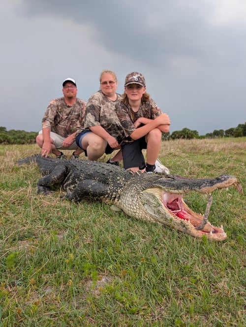 Okeechobee Alligator: 10’-10’11"