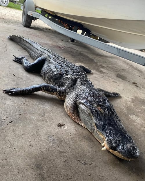 Florida Gator Takedown- 12'