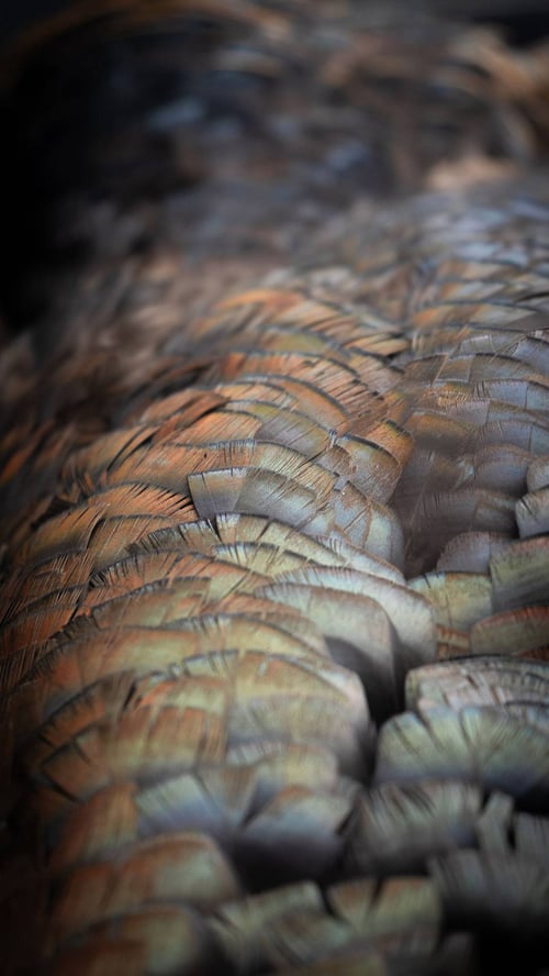 Turkey Hunting Adventure!