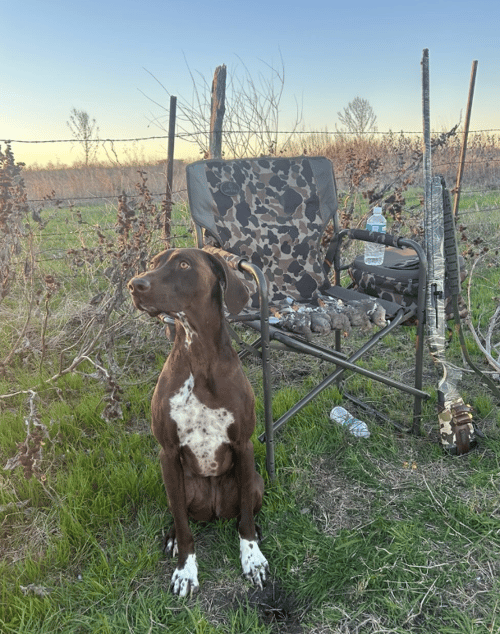 Central Texas Dove Hunt (weekend)