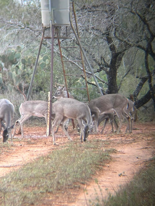 South Texas Nilgai Hunts
