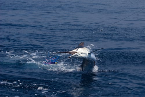 Rincon Blue Marlin Fishing