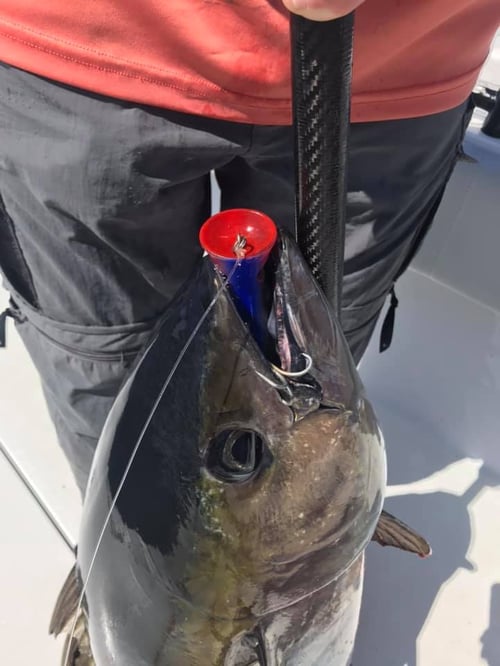 Intense Offshore Action